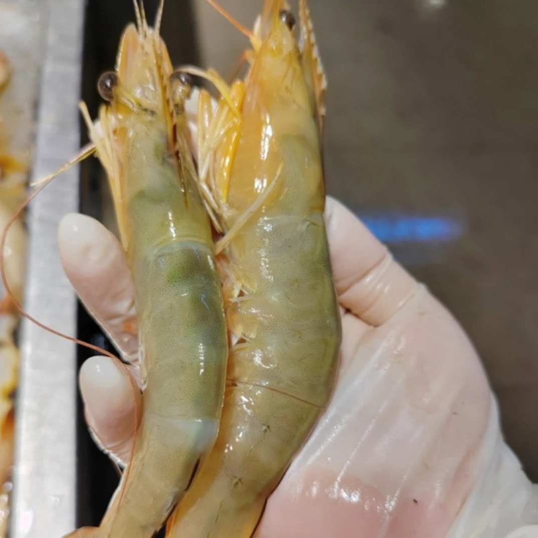 北海本港野生白刺虾 海明虾 新鲜上岸 顺丰冷链