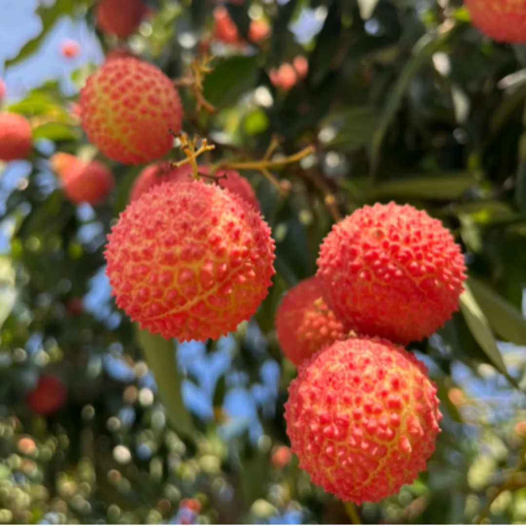 (壹)乌市九鼎直发正宗桂味荔枝香甜多汁2kg