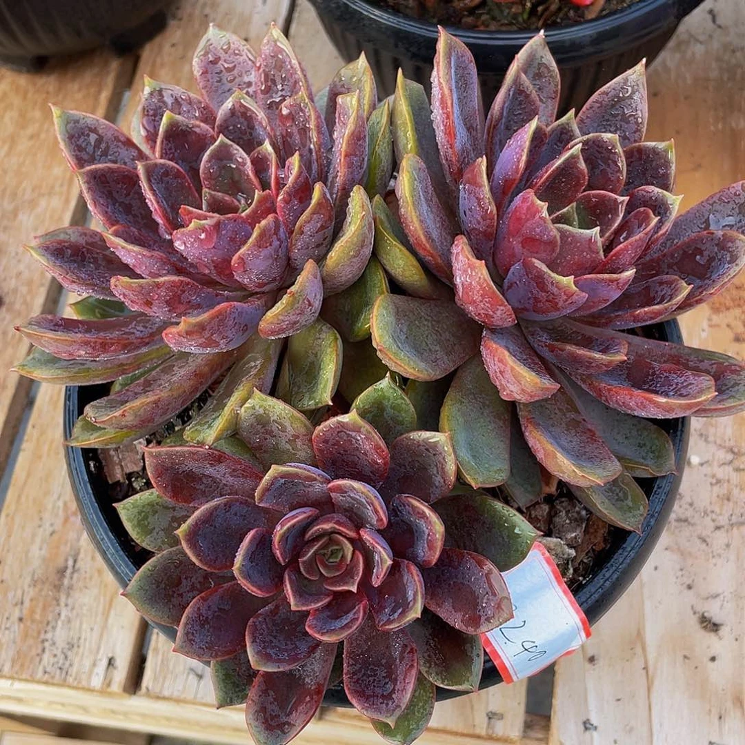 红玫瑰多肉植物群3240