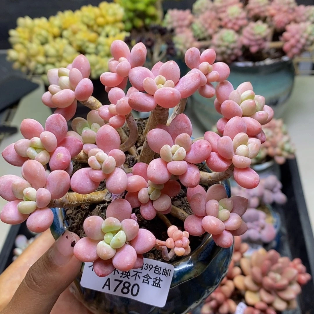 780鱼子酱多肉9c m