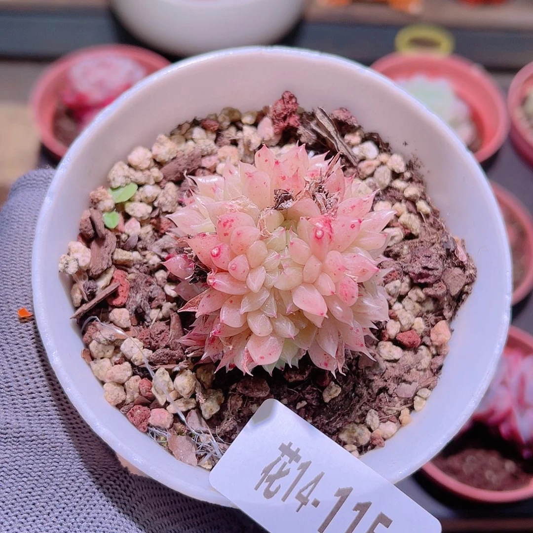 i**i花14-115麦秆缀化