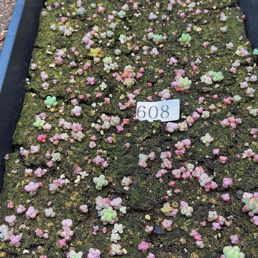 多肉植物多肉植物608