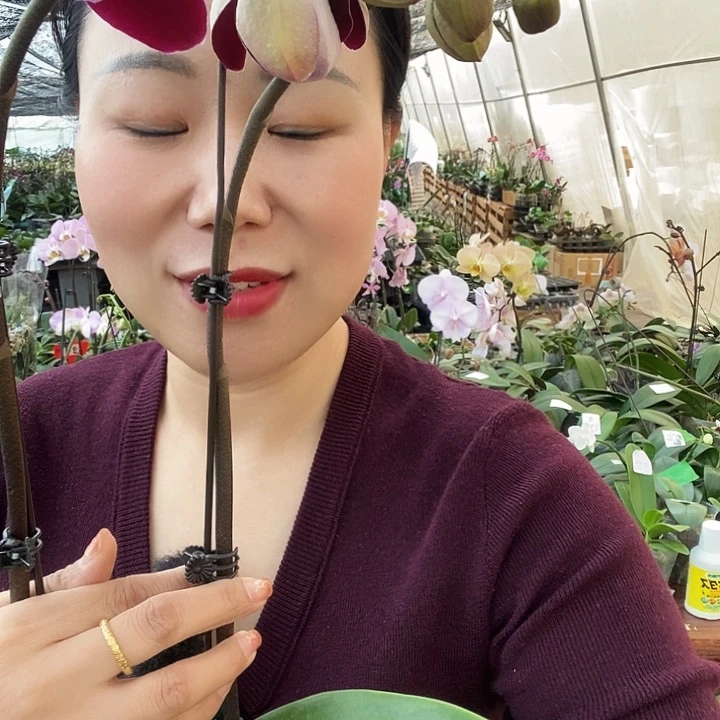 无花朵幻影蝴蝶兰