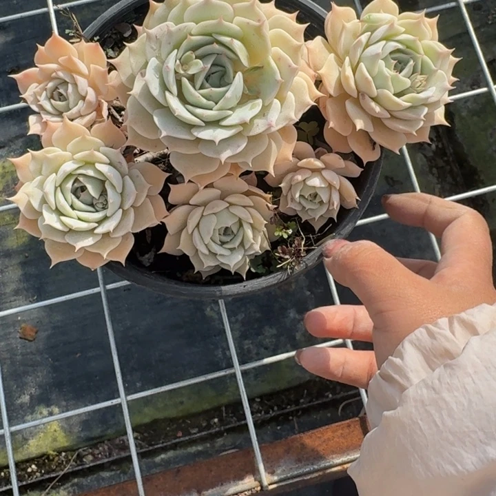 奶油白多肉植物绿植