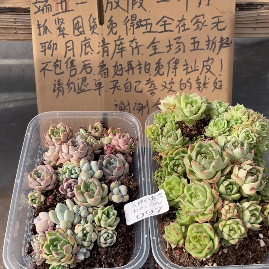 云糖心多肉植物97