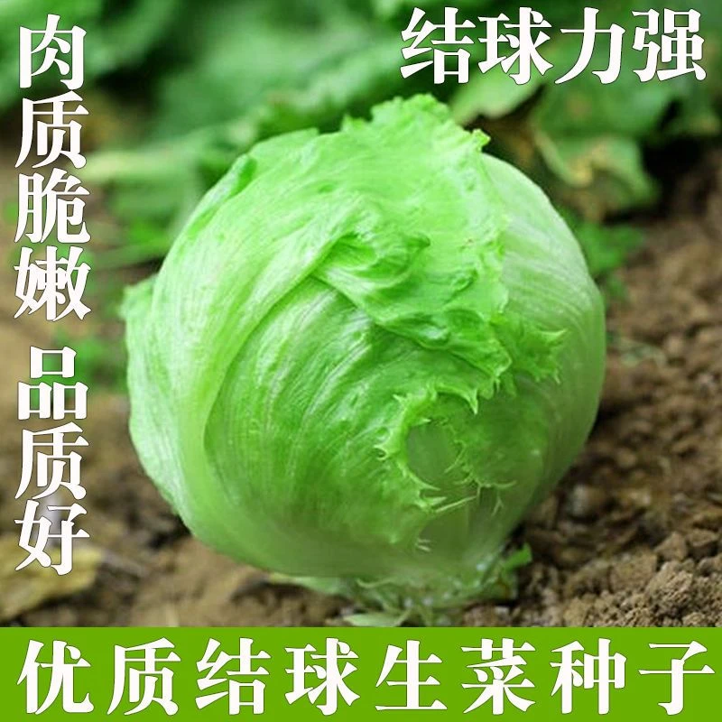 结球生菜种子甜脆汉堡生菜种子脆嫩爽口生吃包心球生菜盆栽蔬菜籽