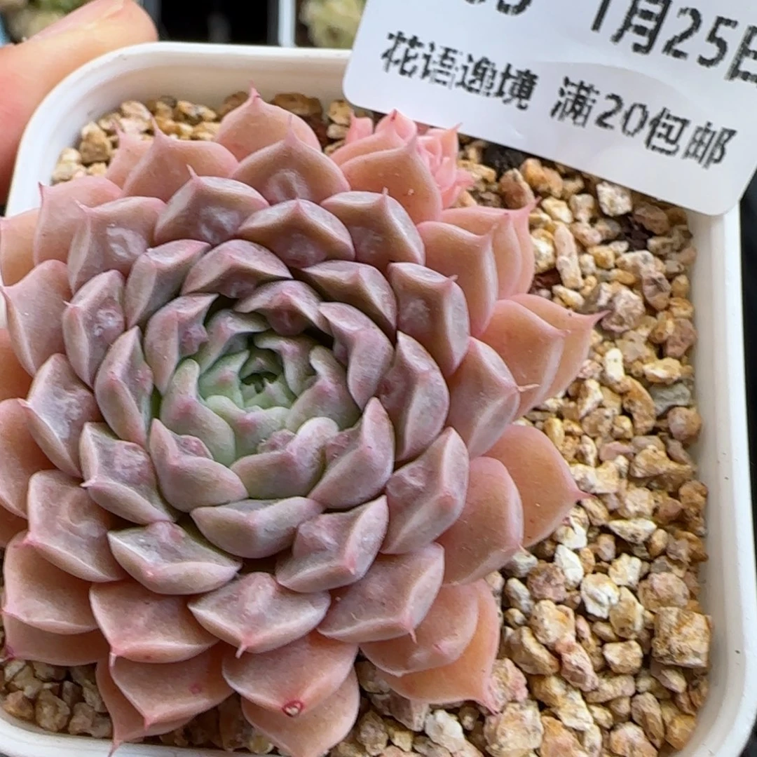 花语逸镜0125-465翡翠月影