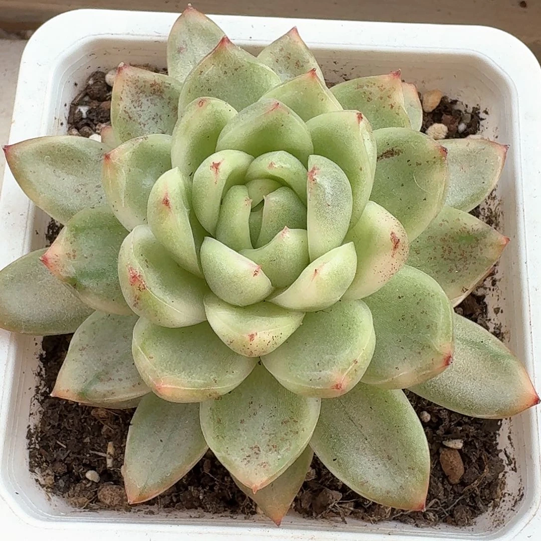 珍妮锦多肉植物哈