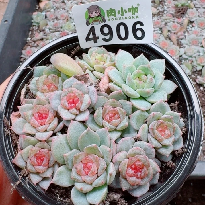 多肉植物多肉植物