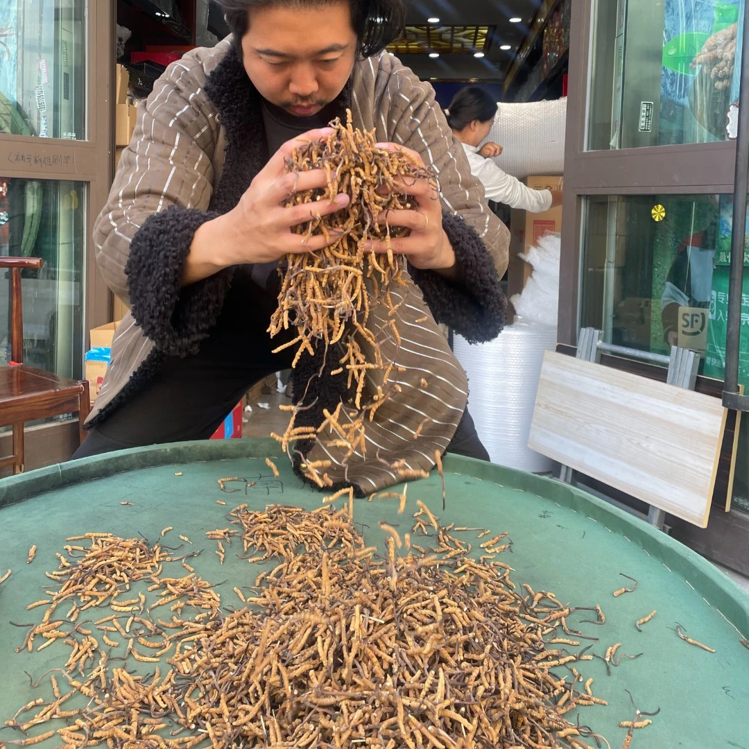 N（源头现场收草）精品整根10-100克2025年新货冬虫夏草现货现卖