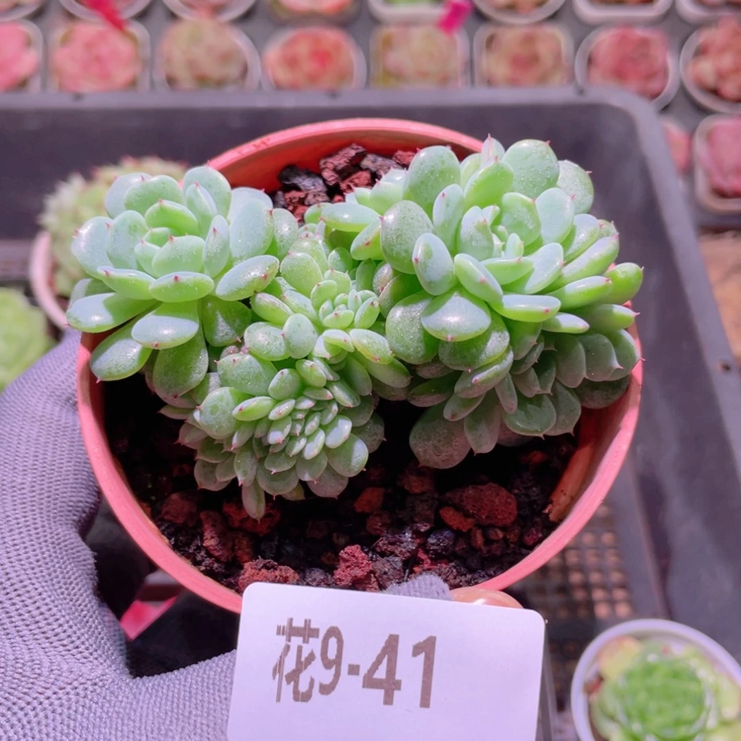 花利美 9-41哈尼缀化