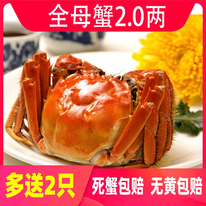 【活蟹】全母蟹2.0两8只＋2只 苏州精品大闸蟹鲜活现货顺丰/京东包邮