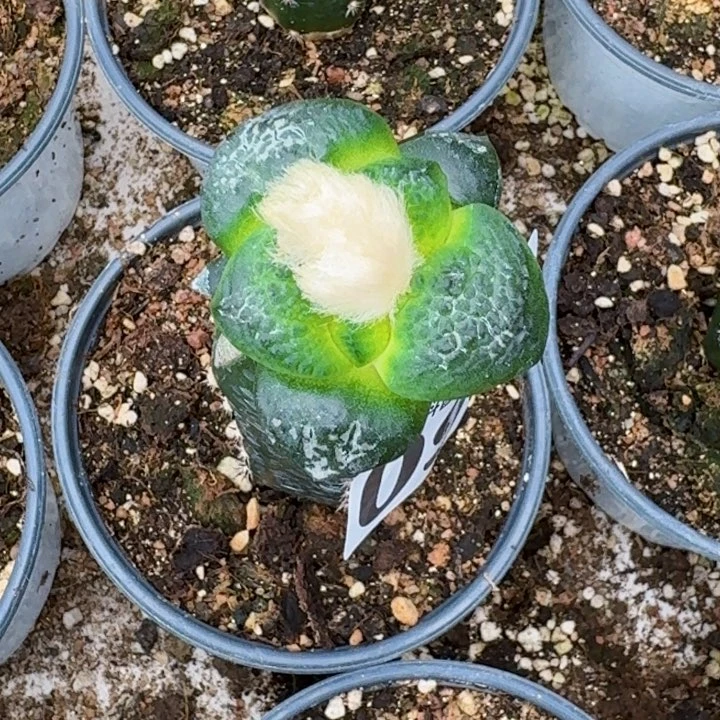 无花朵?****刂福利苗接大尤连山098