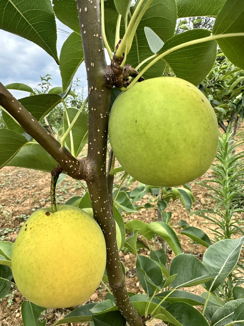 四川苍溪苏翠1号梨子