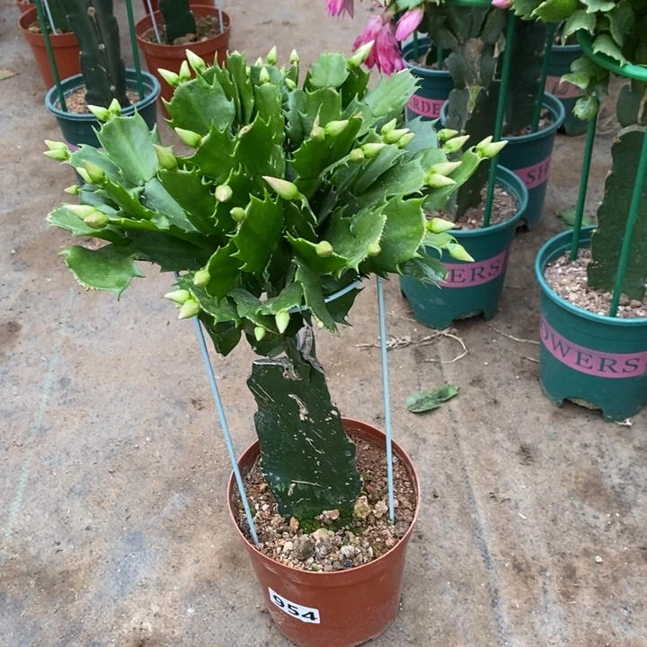 大部分花苞少量开放岚**夏954嫁接2277