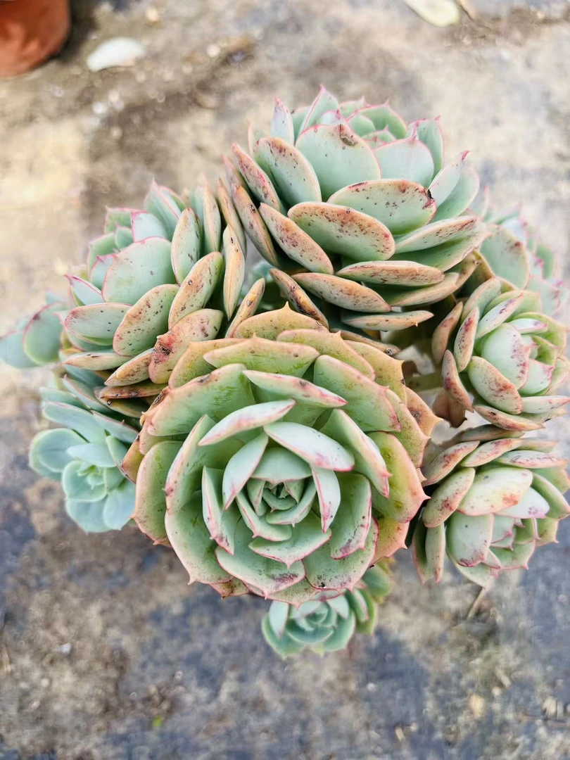 【克罗地亚玫瑰】黄大锤多肉阳台露台植物栽种养护