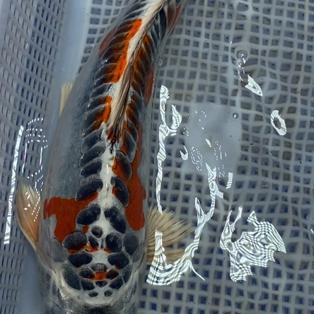 锦鲤冷水锦鲤包邮