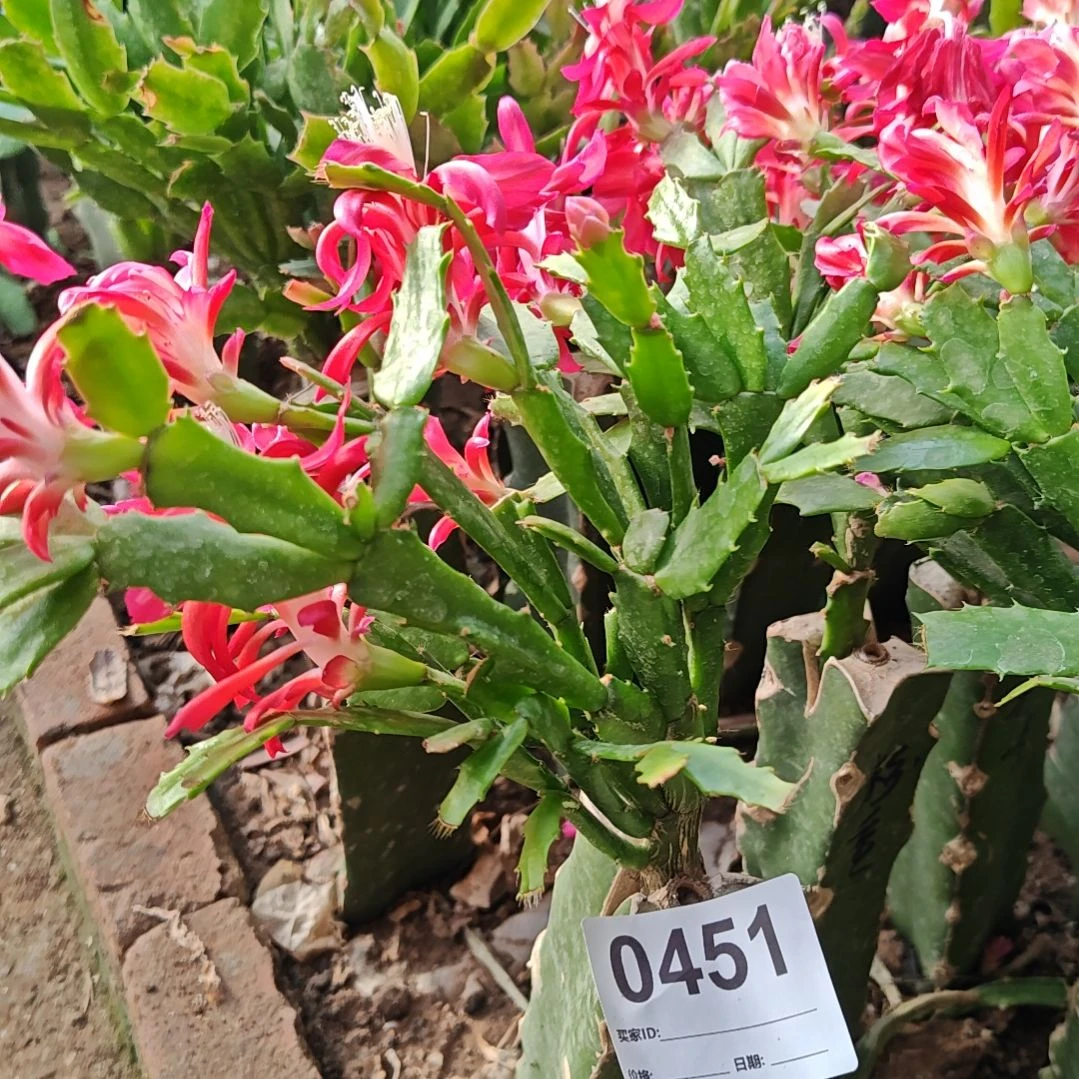 新品粉重脱土脱盆易掉芽苞451