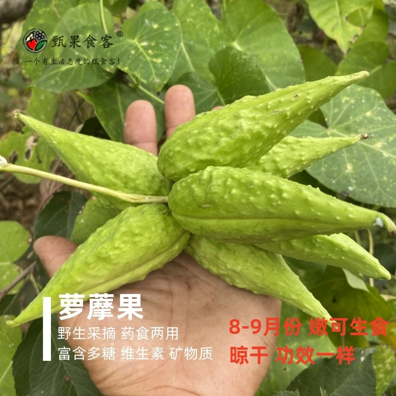 【甄果食客】萝藦果野生采摘 药食同源 煮水喝泡酒 羊婆奶老鸹瓢