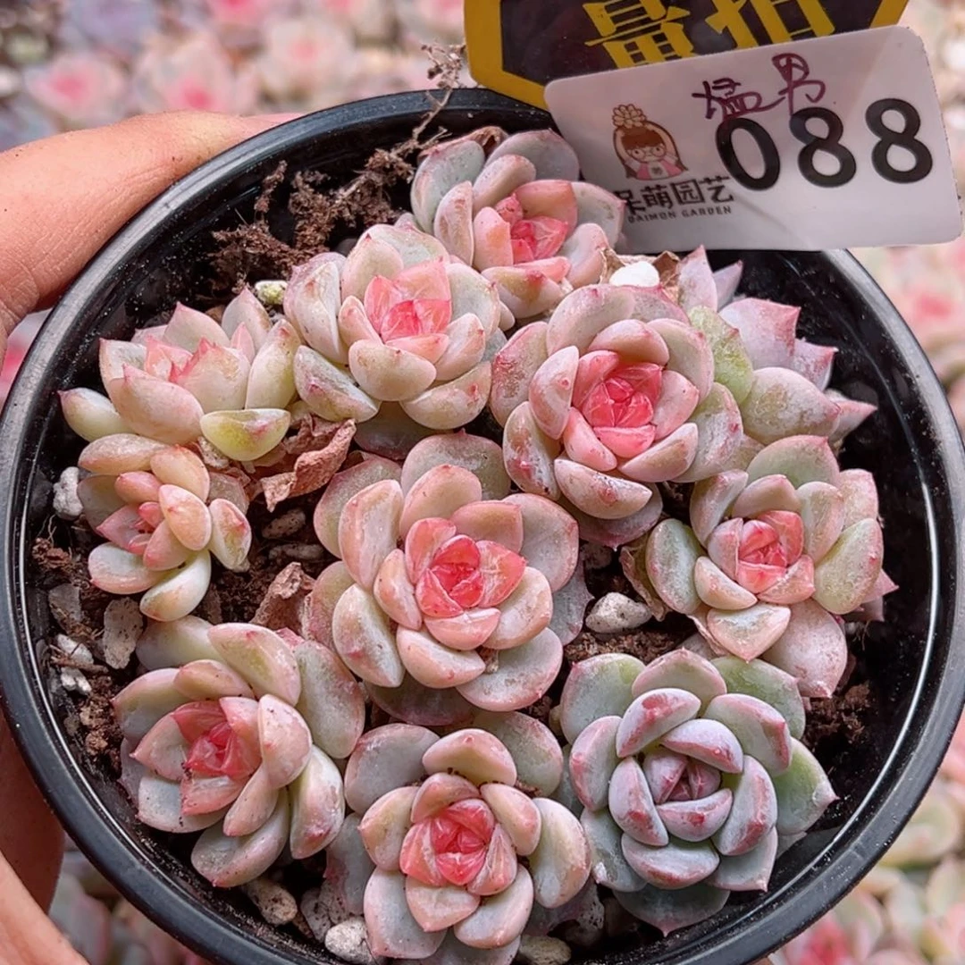 多肉植物多肉植物