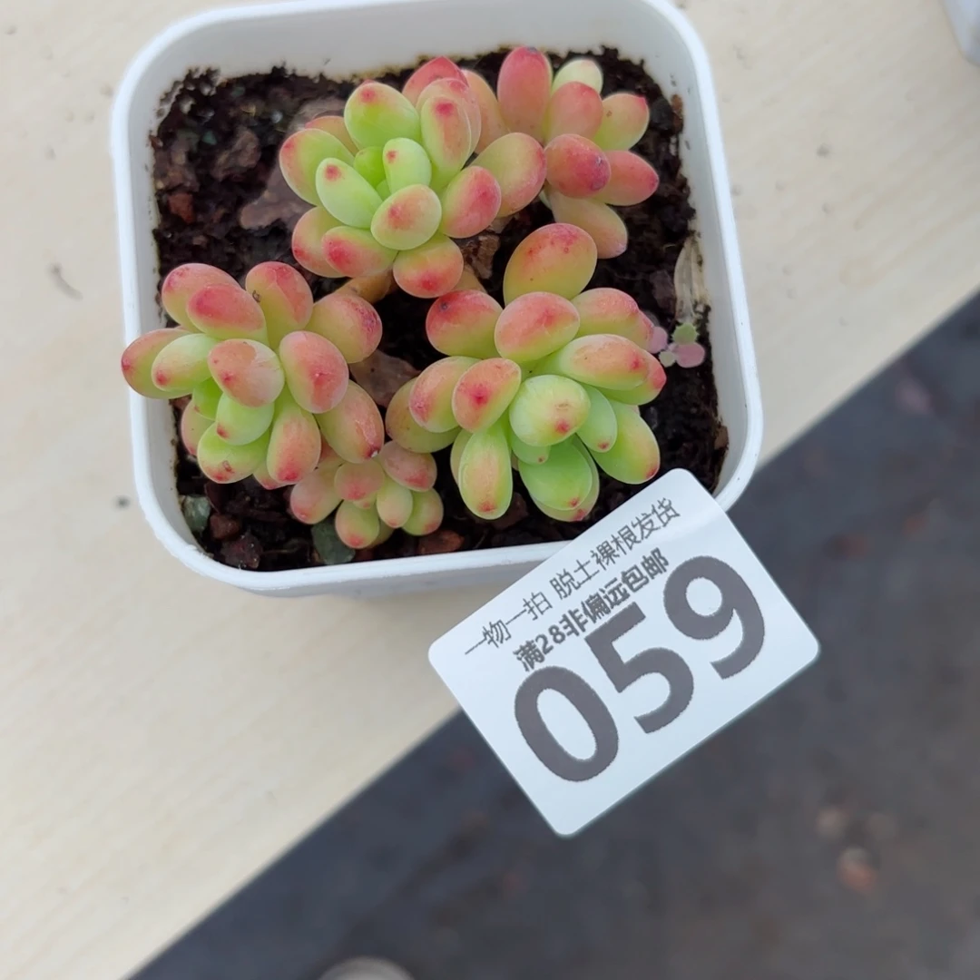 香格里拉老桩无盆土发货