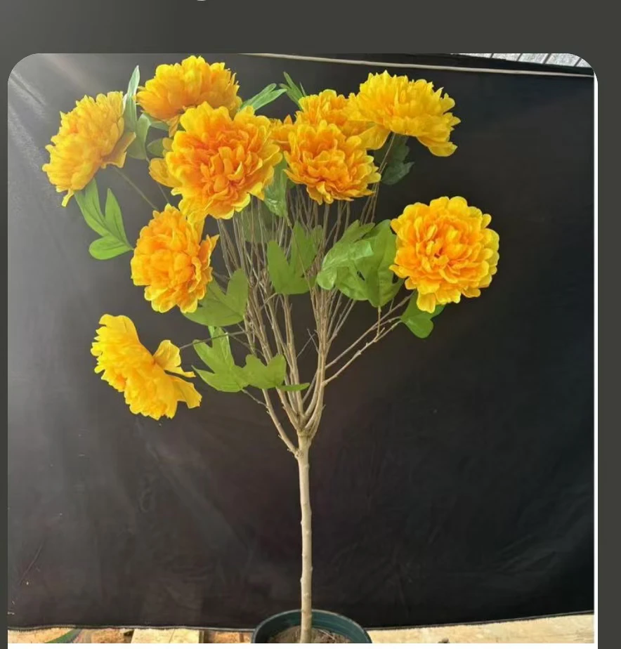 棒棒糖丹麦牡丹木槿花南方北方盆栽地栽