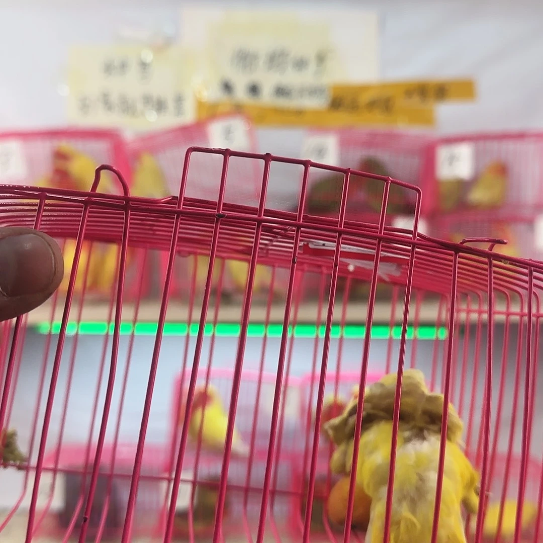 飞***龙桃脸牡丹鹦鹉一物一拍