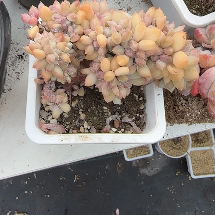 青蛙王子儿童牙膏套装。