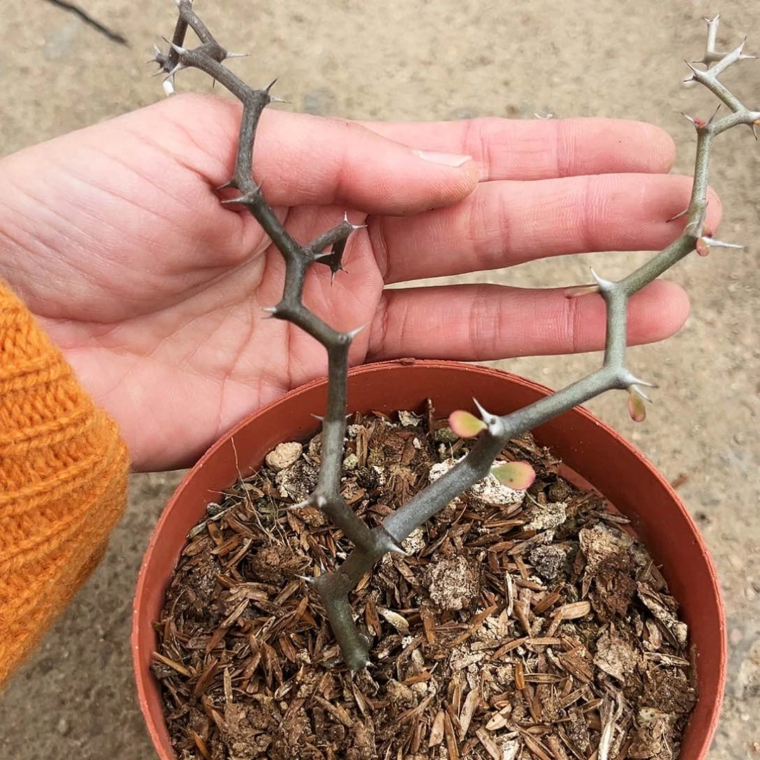 潮流植物弯曲龙福利