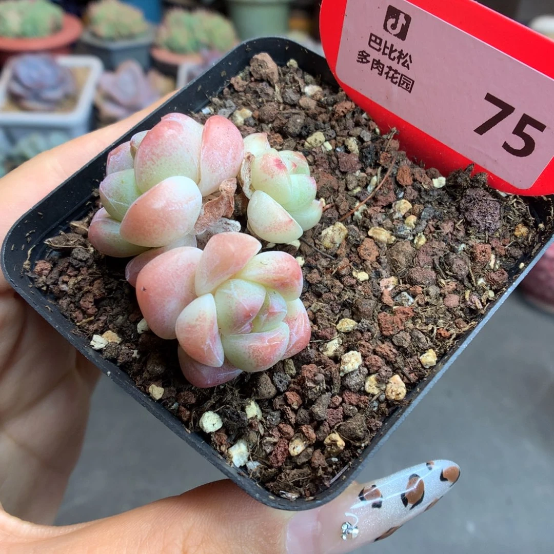 75三头冰玉多肉植物
