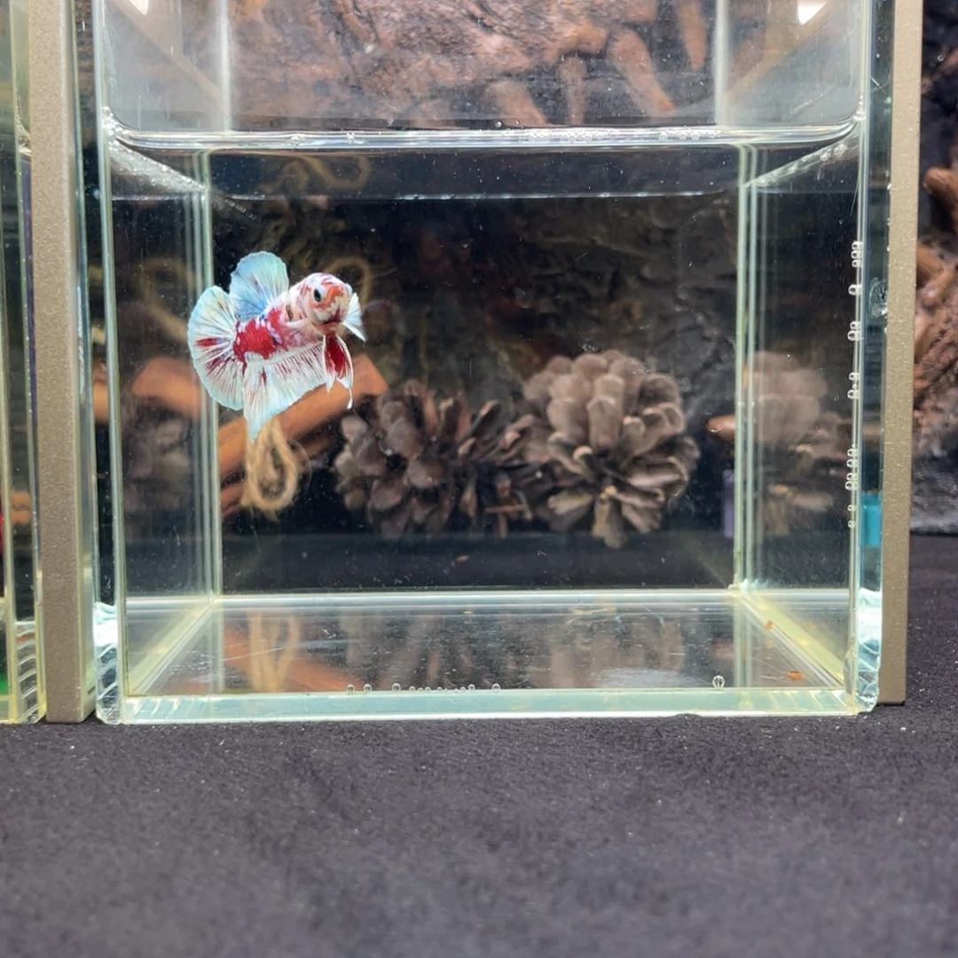 斗鱼十二月二十一日竞价