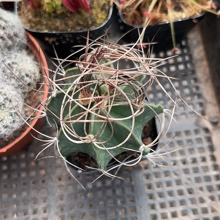 当前无花朵，栽培后可花朵