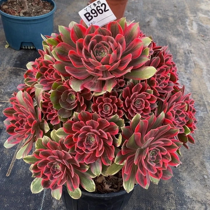 天***可多肉法师浣纱962