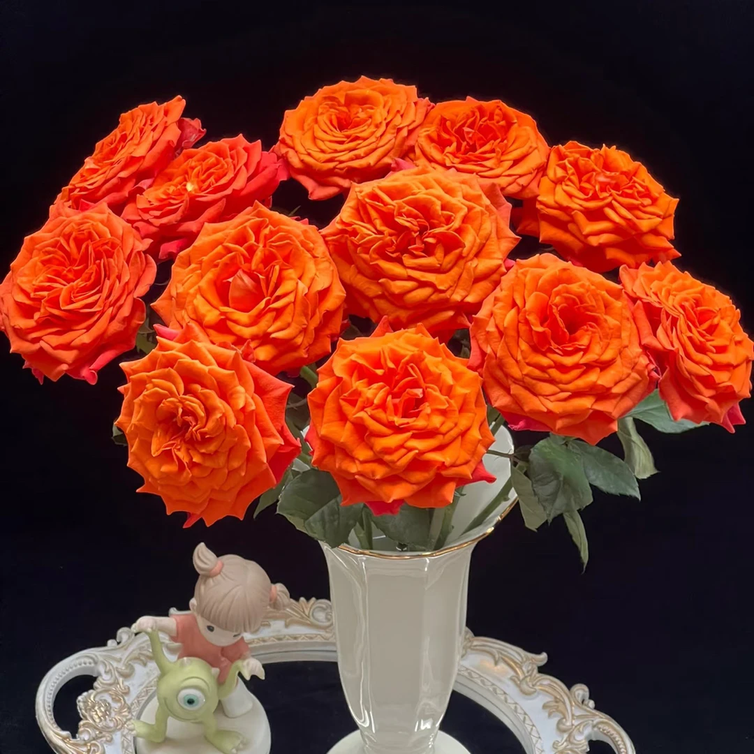 （花之海）单头塔巴斯科10支！三件顺丰空运20%不售后