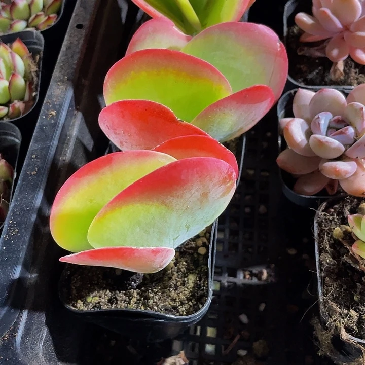 唐印2.8带盆土发