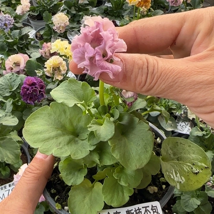 无花朵M805小苗苗晃零下5勿拍