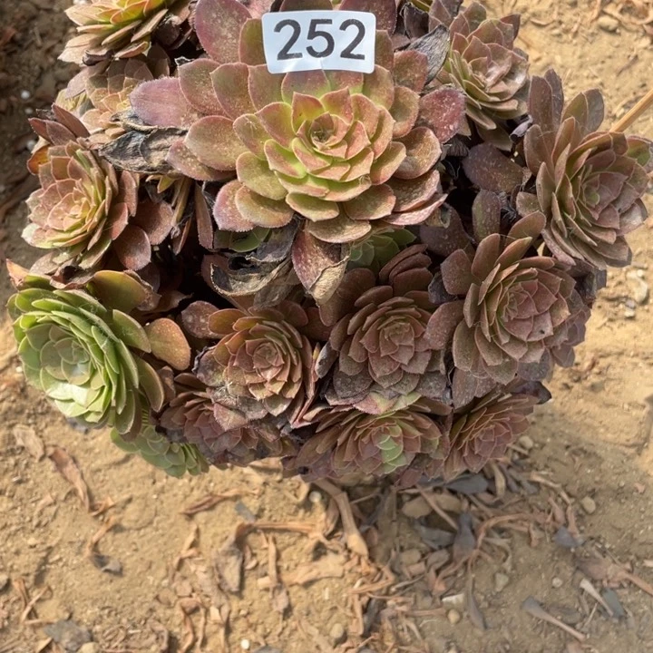 胖***号无花朵252多肉植物男爵