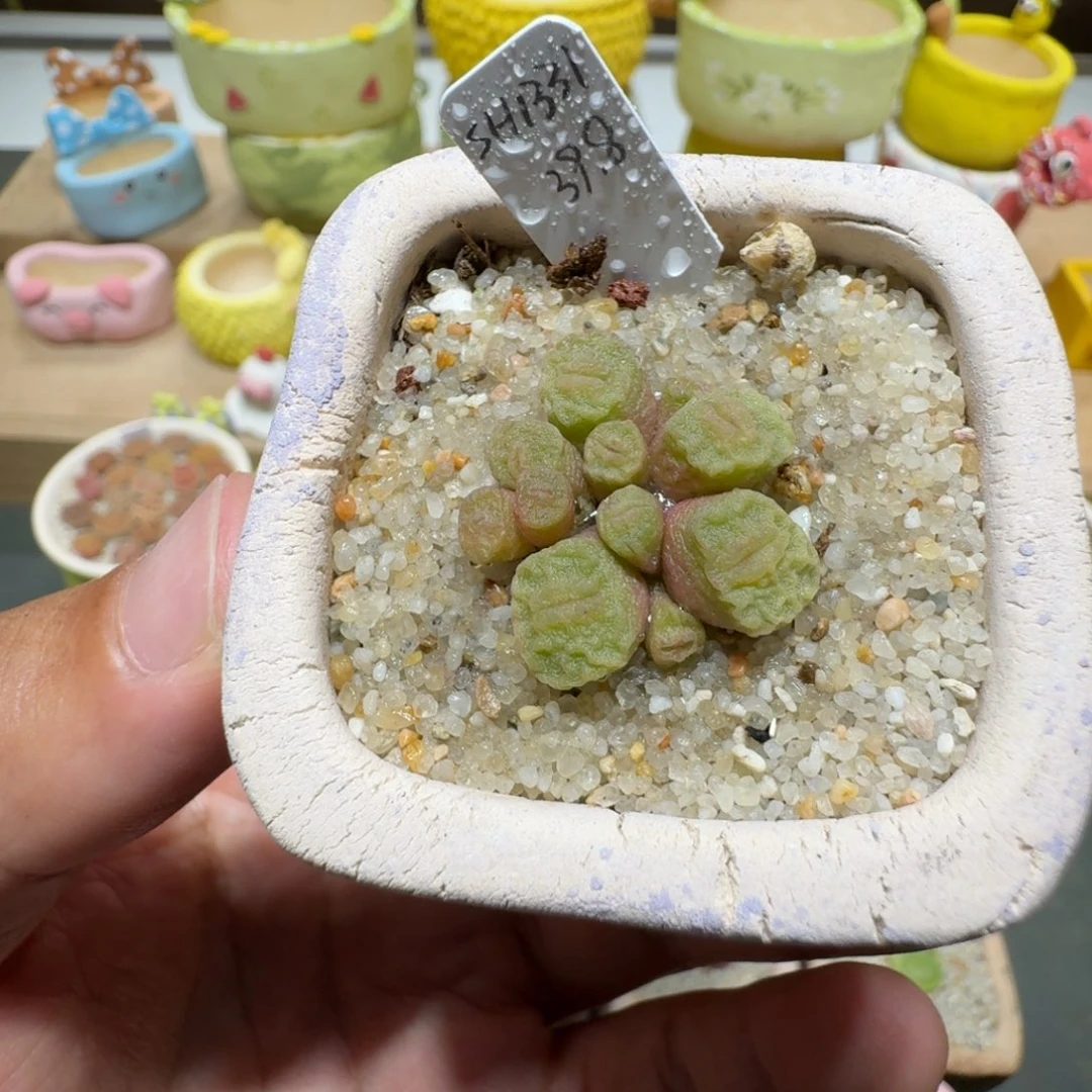 蘑菇232烧麦烧麦烧麦