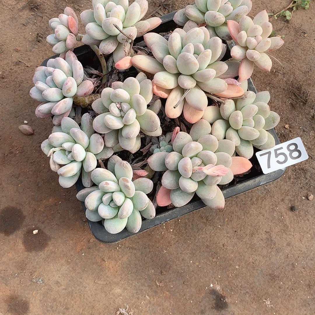 758香玉 一物一拍多肉