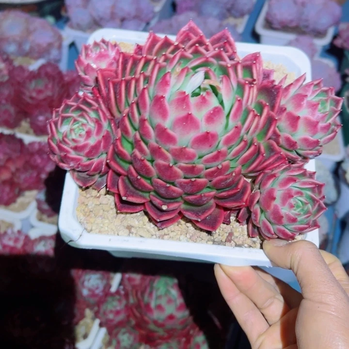 精品多肉植物老桩