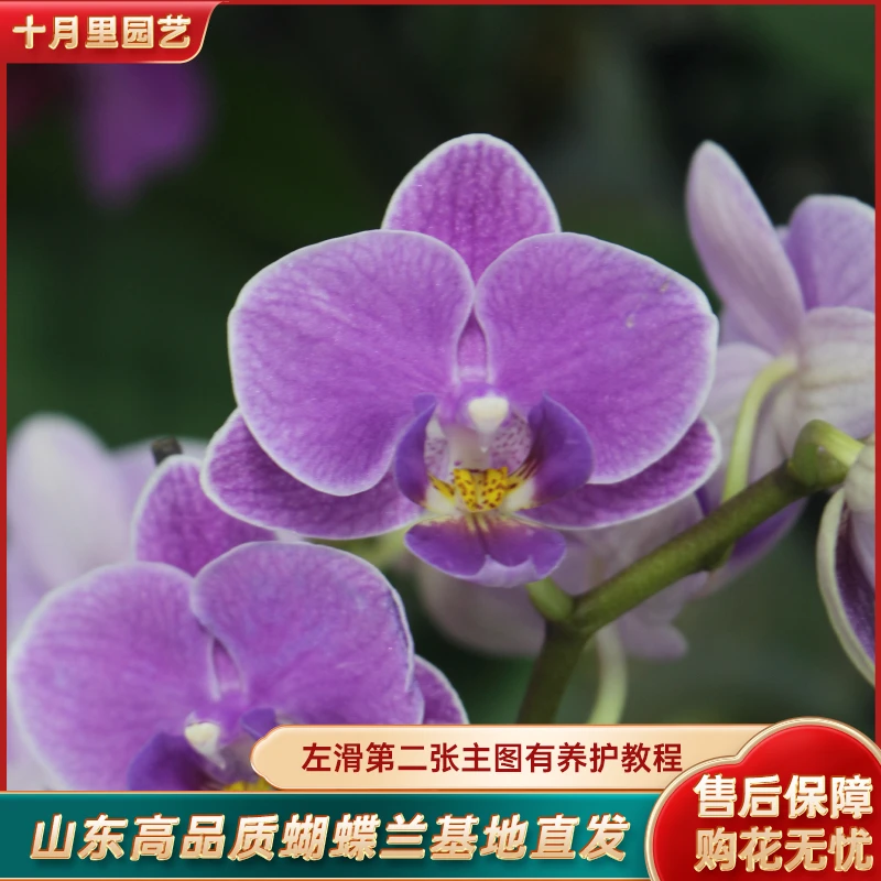 十月里蝴蝶兰【欧洲小兰3.0寸杯】微瑕全花发货