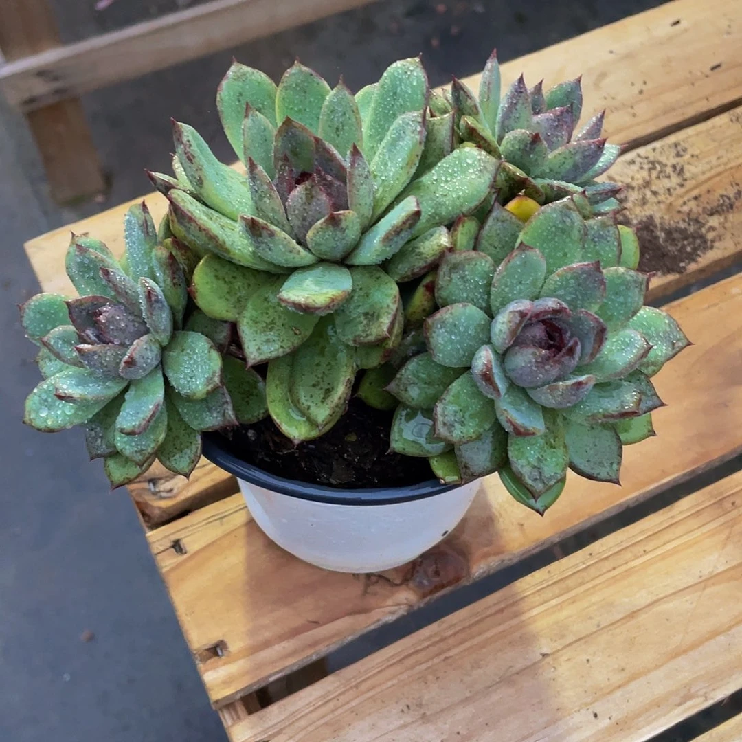 ?紫水晶多肉植物群