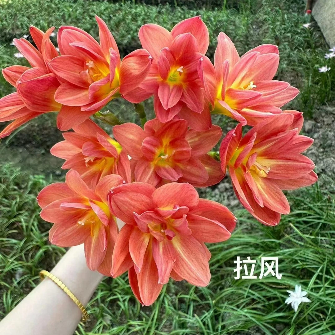 (沃柚园艺)风雨兰种球 庭院花坛阳台种植 耐热耐旱 好养易活