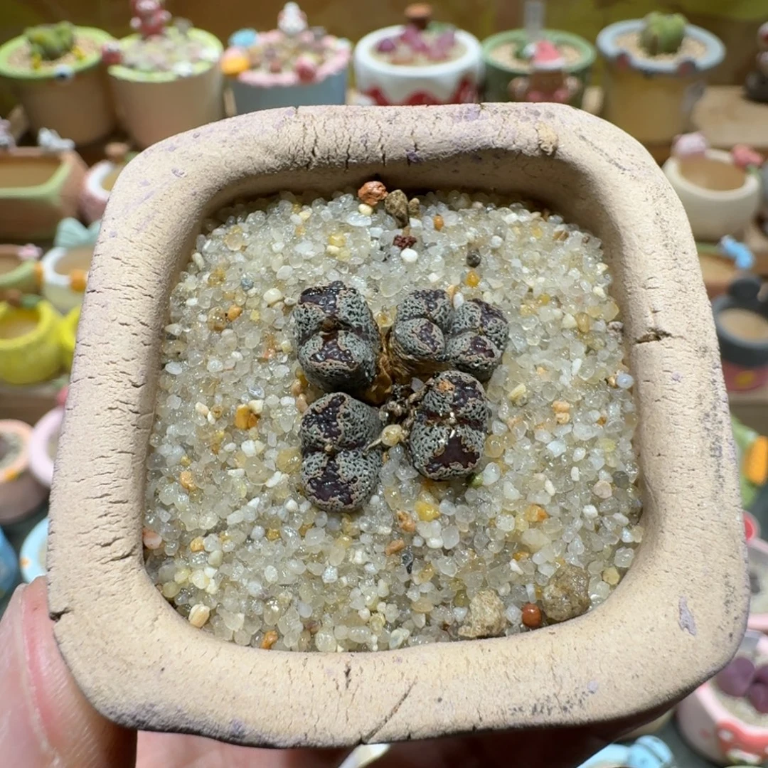 蘑菇1304超碟多肉植物