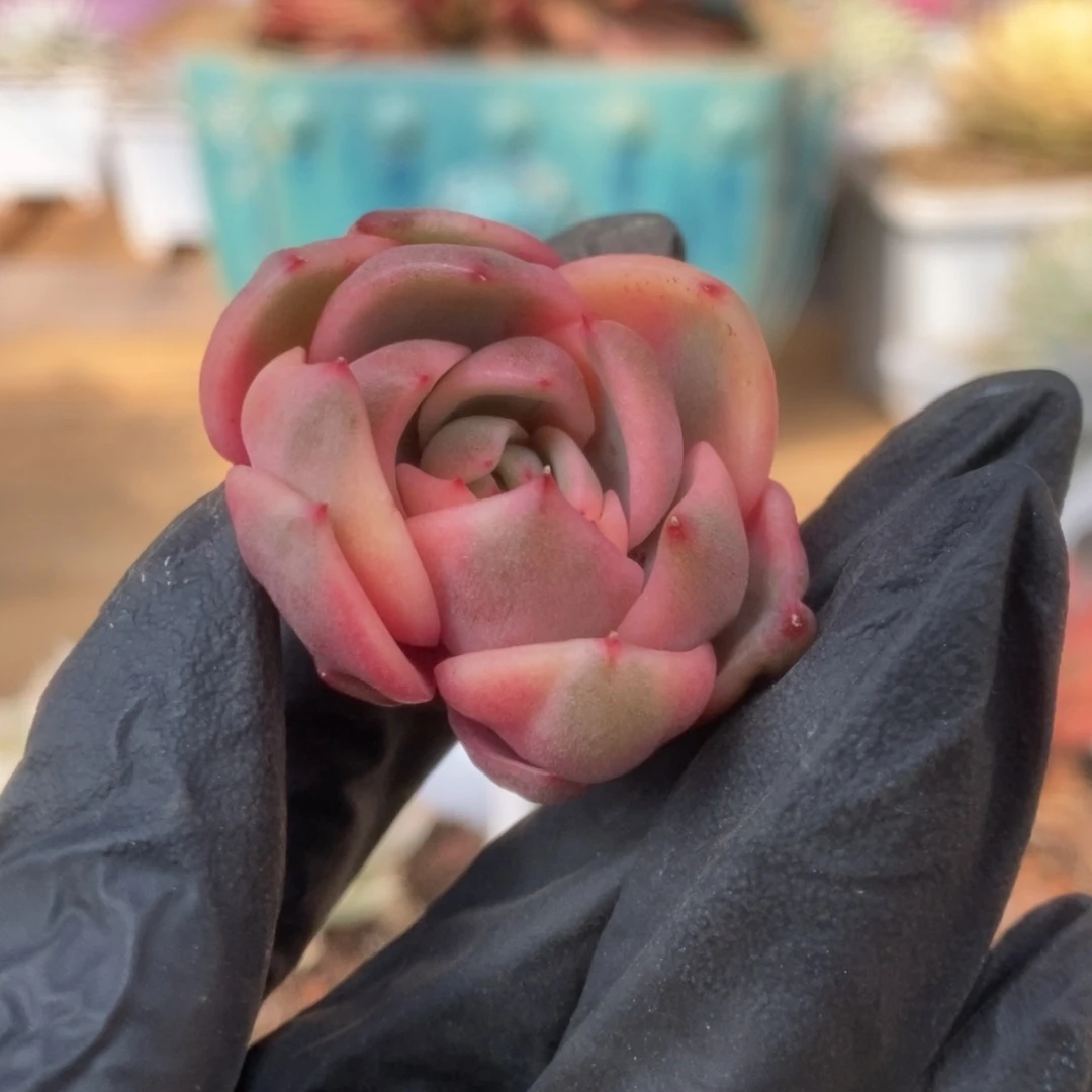 004紫水晶侧芽锦锦锦锦