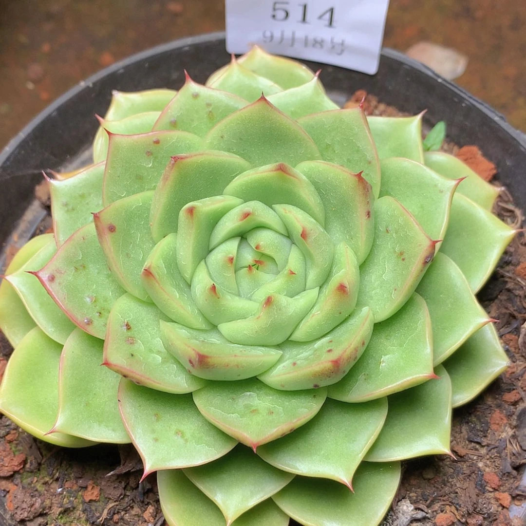 【闪购商品】云514号