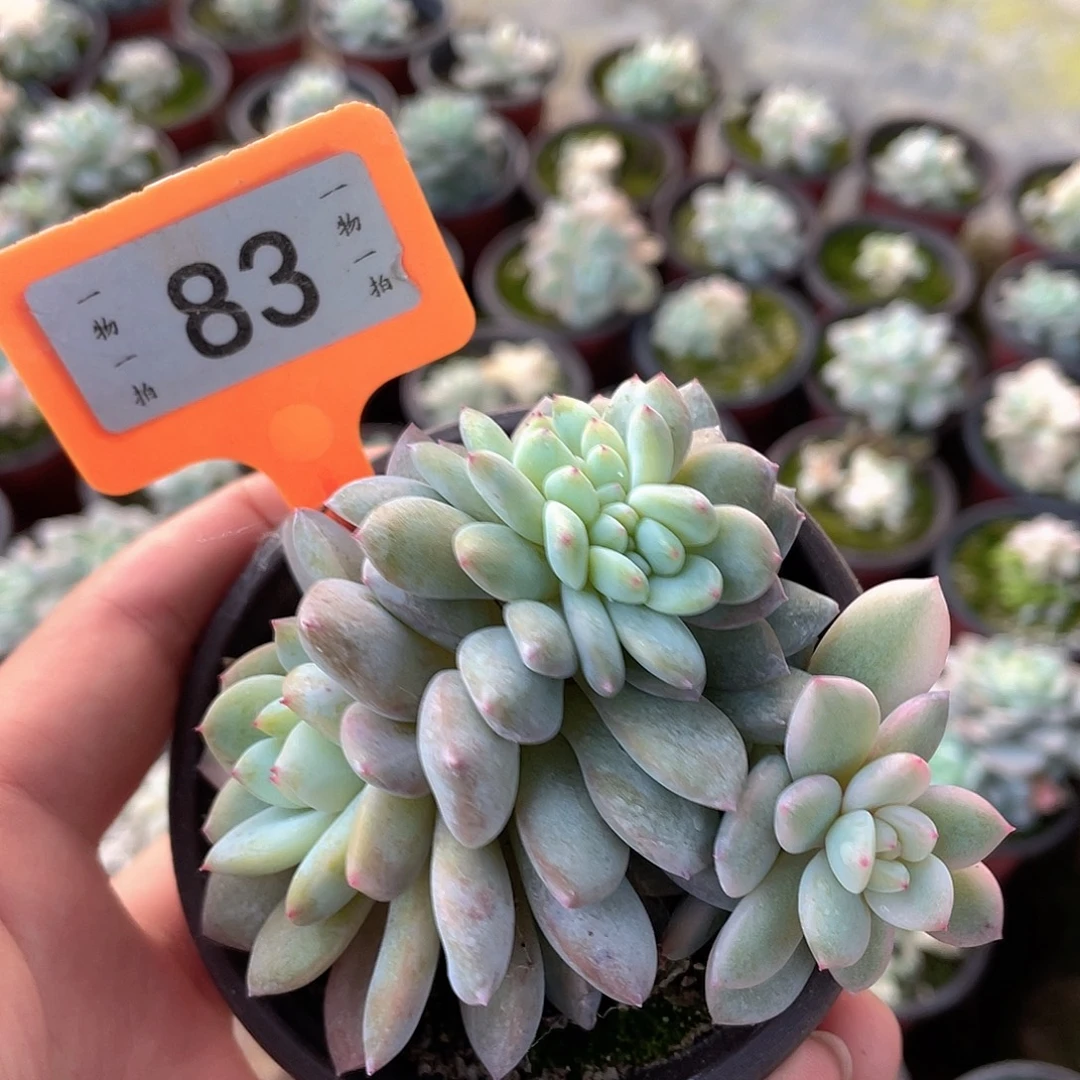 永***里83号多肉植物盆栽