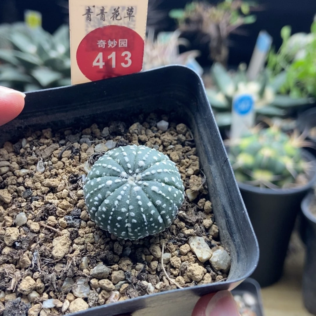 实生连心奇迹兜一棵仙人球