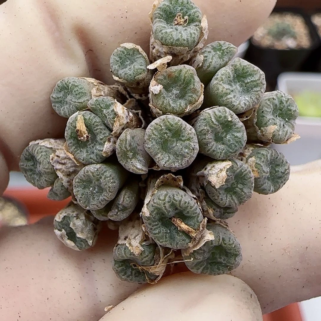 361红珊瑚小型种