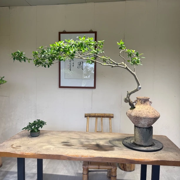 海岛栀子花盆景含盆高85厘米飘长110厘米带盆发货